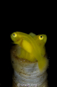 X - S T Y L E
Yellow clown goby with eggs (Gobiodon okin... by Irwin Ang 